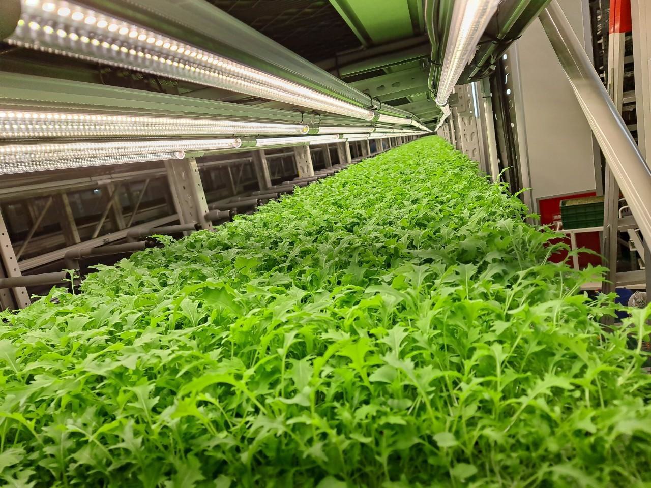 自動化植物工廠
