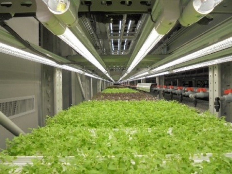 植物工廠